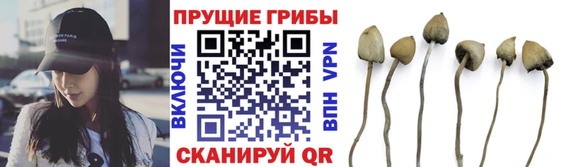 Галлюциногенные грибы Psilocybine cubensis Серафимович